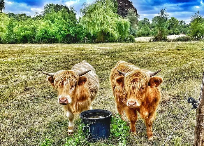Les 2 Des De Capucine